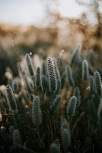 Close-up of plants growing on field