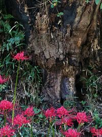 Close-up of flowers growing on tree trunk