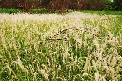 Crop growing in field