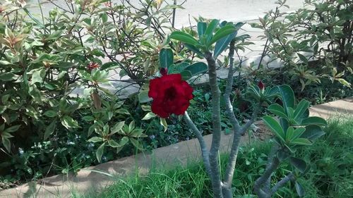 Close-up of red flower growing in field