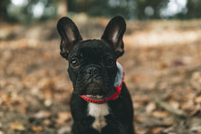 Portrait of black dog