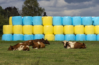 Cows in a field in front of yellow and blue silage 