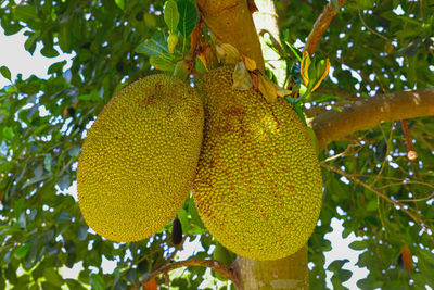 Low angle view of fruits hanging on tree