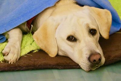 Close-up of dog resting on bed at home