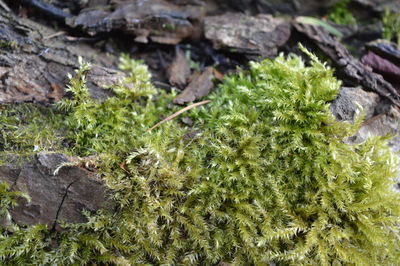 Close-up of moss growing on tree trunk