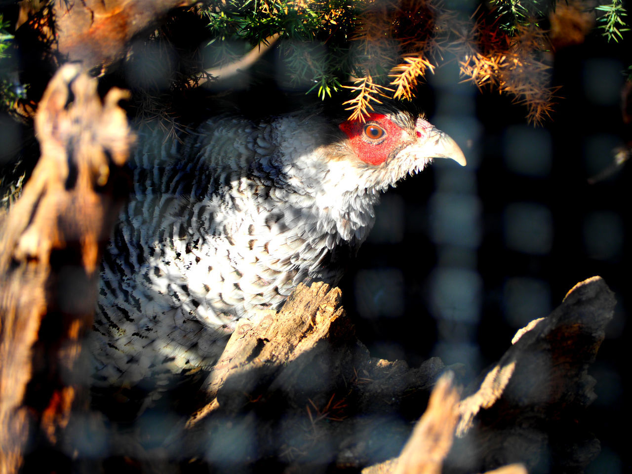 Wood grouse