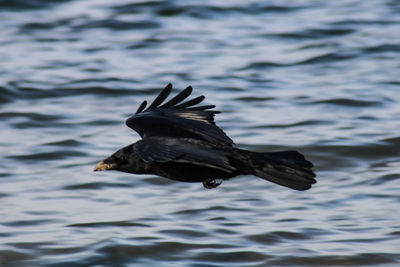 Bird flying over the sea