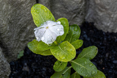 Close-up of raindrops on plant