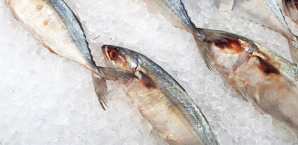 High angle view of fish for sale in market