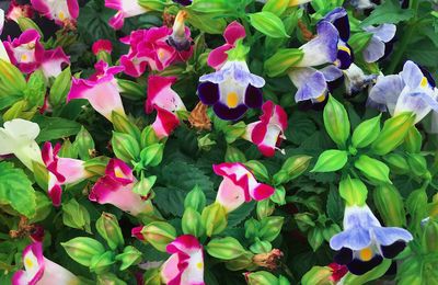 High angle view of purple flowering plants