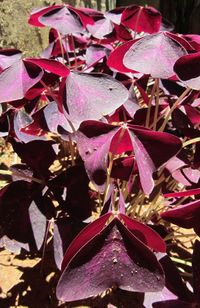 Close-up of pink flowers