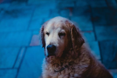 Close-up portrait of dog looking down