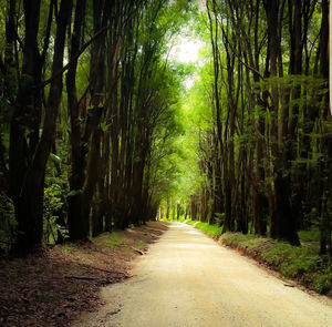 Empty road amidst trees at forest