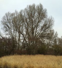 Trees against sky