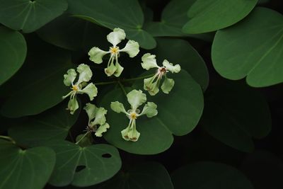 High angle view of flowering plant