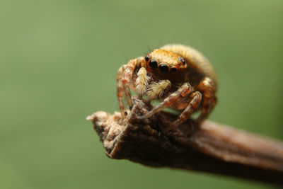 Close-up of spider on twig