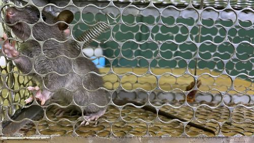 Full frame shot of fence in swimming pool