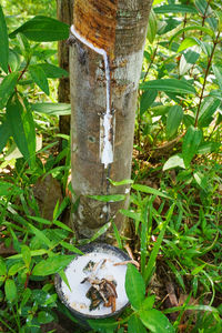 Close-up of ivy on tree trunk