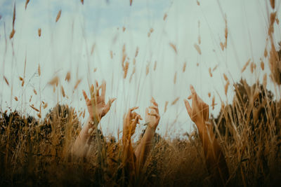 Cropped image of hands amidst crops in field against sky