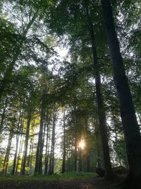 Low angle view of trees in forest