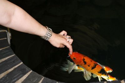 Close-up of hand touching koi fish in water