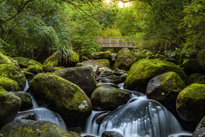 Scenic view of waterfall in forest