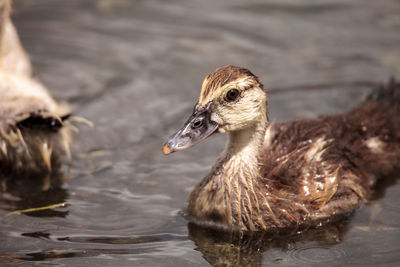 Adolescent juvenile muscovoy duckling cairina moschata before feathers are fully formed in naples