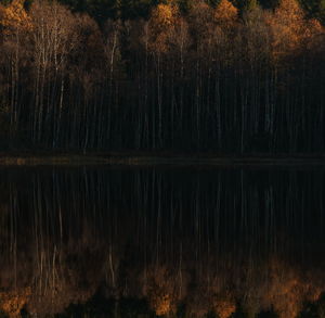 Trees reflecting on calm lake during autumn at forest