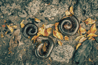 High angle view of insect on sea shore