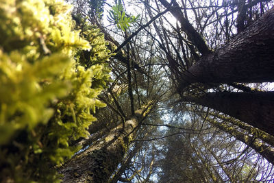 Low angle view of trees in forest against sky