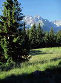 Scenic view of trees against clear sky