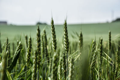 Close-up of wheat growing on field against sky