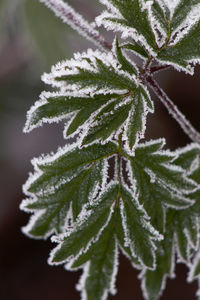 Close-up of frozen plant leaves during winter