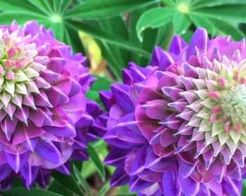 Close-up of purple flowering plant