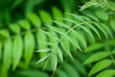 Close-up of green leaves
