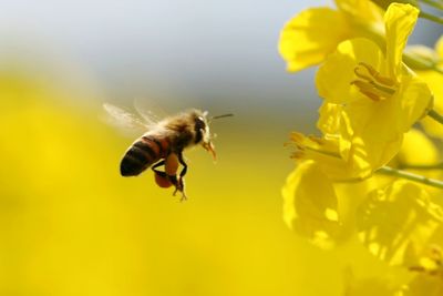Close-up of a bee flying topollinating on yellow flower