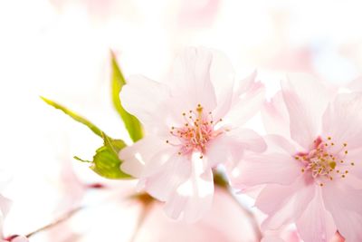 Close-up of pink cherry blossoms