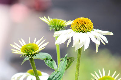 Close-up of white daisy