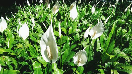 Close-up of white flowers