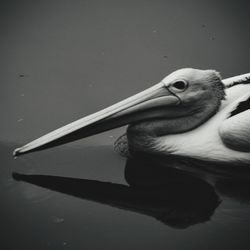 Close-up of duck swimming in lake