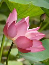 Close-up of pink lotus 