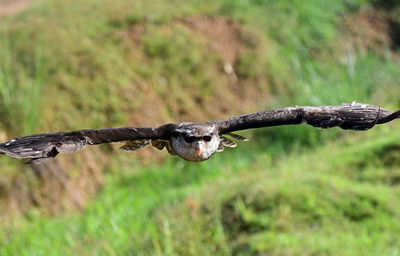 Close-up of bird on land