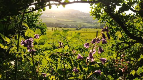 Scenic view of flowering plants and trees on landscape