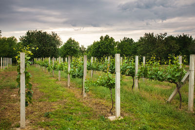 Scenic view of agricultural field against sky