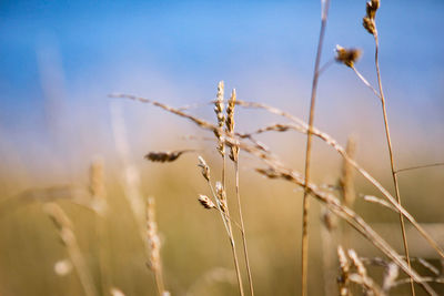 Close-up of stalks in field against sky