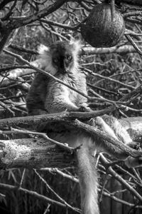 Close-up of monkey on tree branch