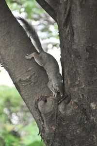 Close-up of squirrel on tree trunk