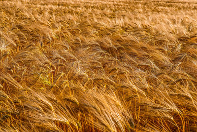 Full frame shot of wheat field