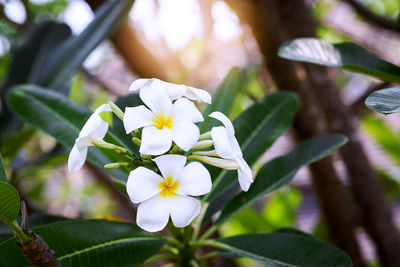 Close-up of white flowering plant