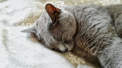 Close-up of cat sleeping on rug